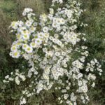 Heath Aster (Symphyotrichum ericoides)