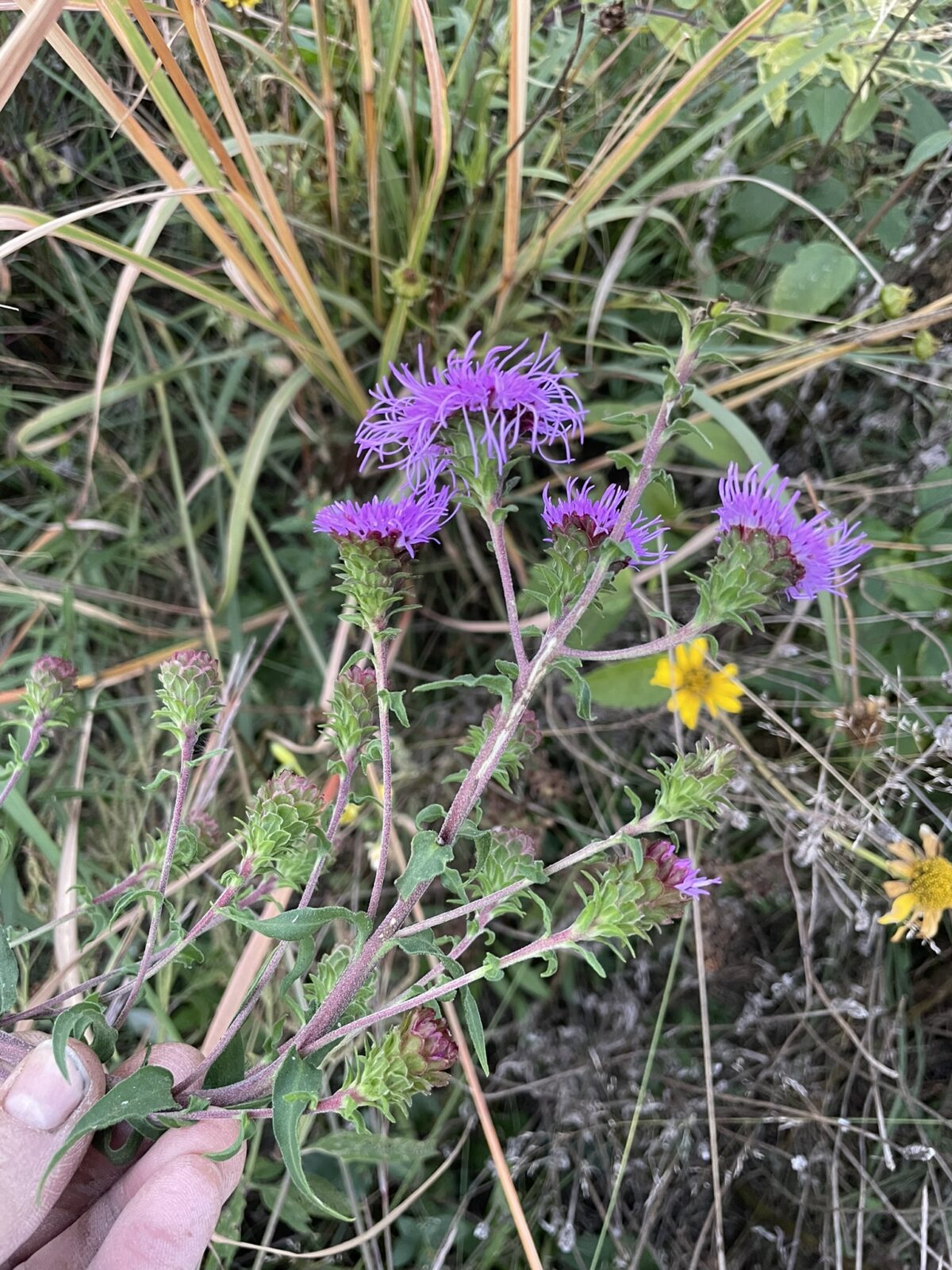 Northern Blazing Star (Liatris scariosa var. nieuwlandii)