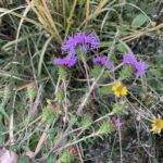 Northern Blazing Star (Liatris scariosa var. nieuwlandii)