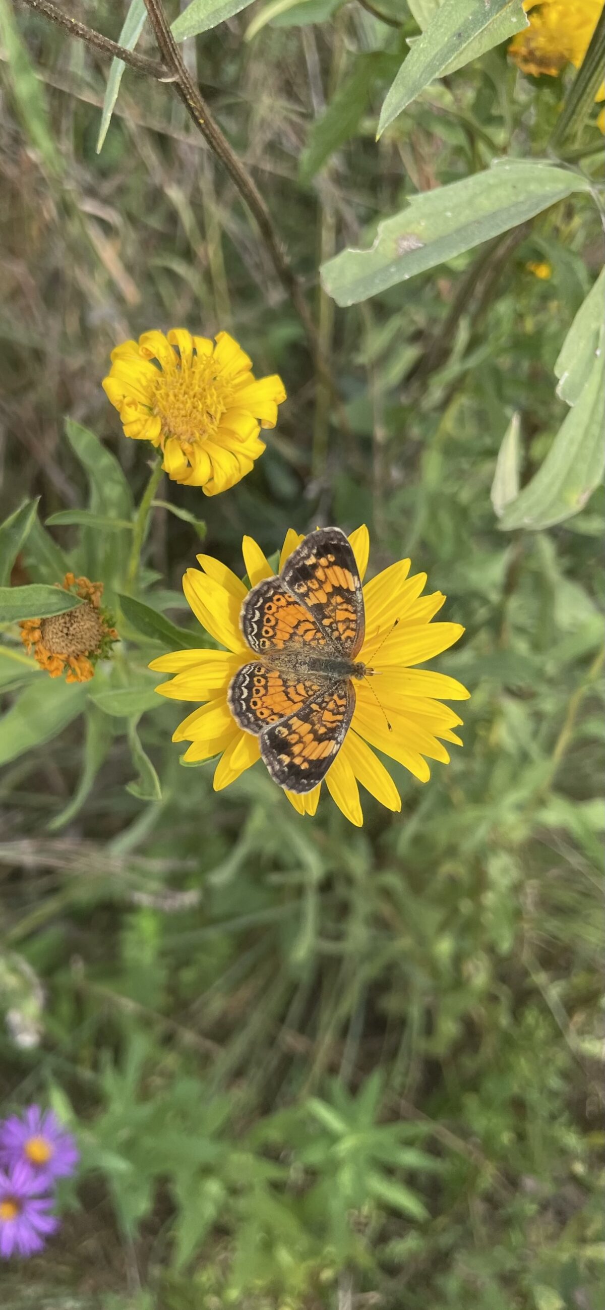 Pearl Crescent (Phyciodes tharos)