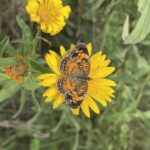 Pearl Crescent (Phyciodes tharos)