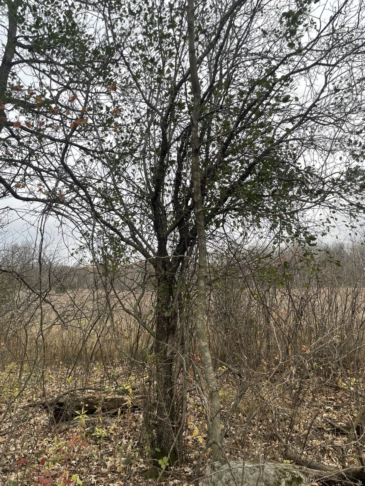European Buckthorn (Rhamnus cathartica)