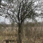 European Buckthorn (Rhamnus cathartica)