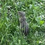 Thirteen-lined Ground Squirrel (Ictidomys tridecemlineatus)