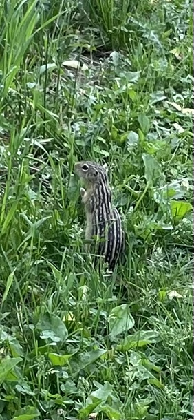 Thirteen-lined Ground Squirrel (Ictidomys tridecemlineatus)