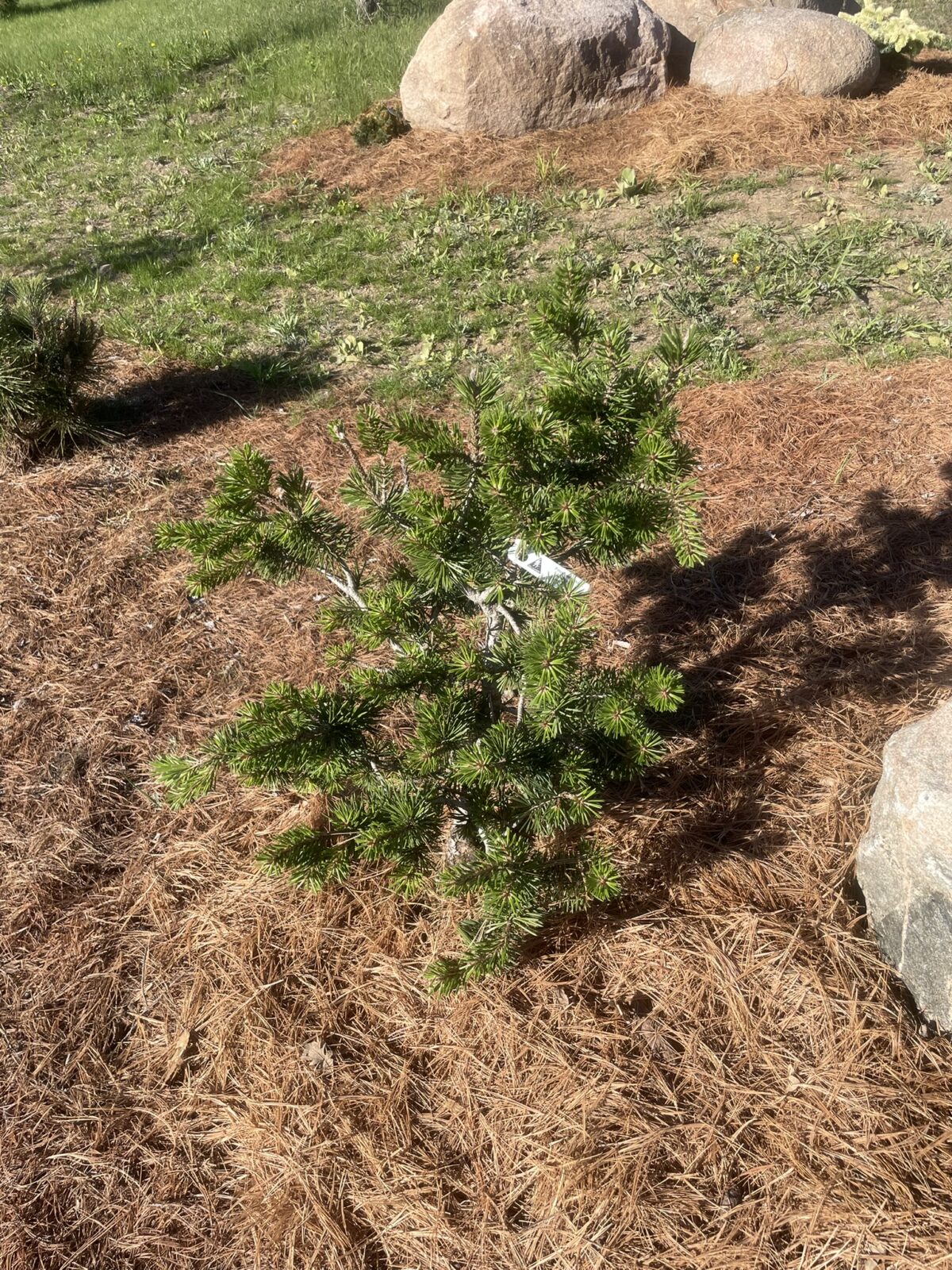 Al Johnson Jack Pine (Pinus banksiana ‘Al Johnson’)