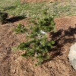Al Johnson Jack Pine (Pinus banksiana ‘Al Johnson’)