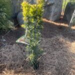 Beanpole Hybrid Yew (Taxus x media ‘Beanpole’)