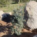 Blue Douglas Fir (Pseudotsuga menziesii ‘Blue’)