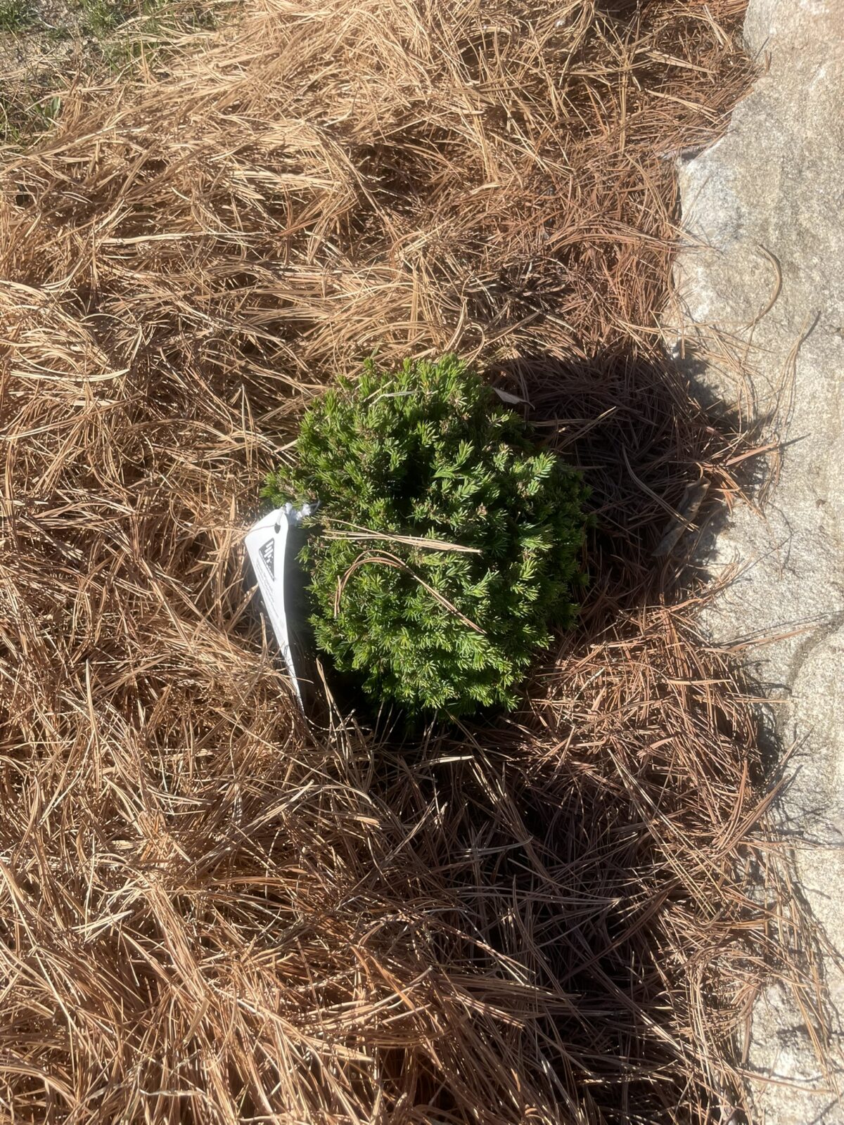 Blue Planet White Spruce (Picea glauca ‘Blue Planet’)
