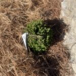 Blue Planet White Spruce (Picea glauca ‘Blue Planet’)