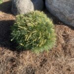 Blue Shag Eastern White Pine (Pinus strobus ‘Blue Shag’)