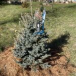 Bonny Blue Colorado Spruce (Picea pungens ‘Bonny Blue’)