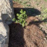Columnar Norway Spruce (Picea abies ‘Cupressina’)