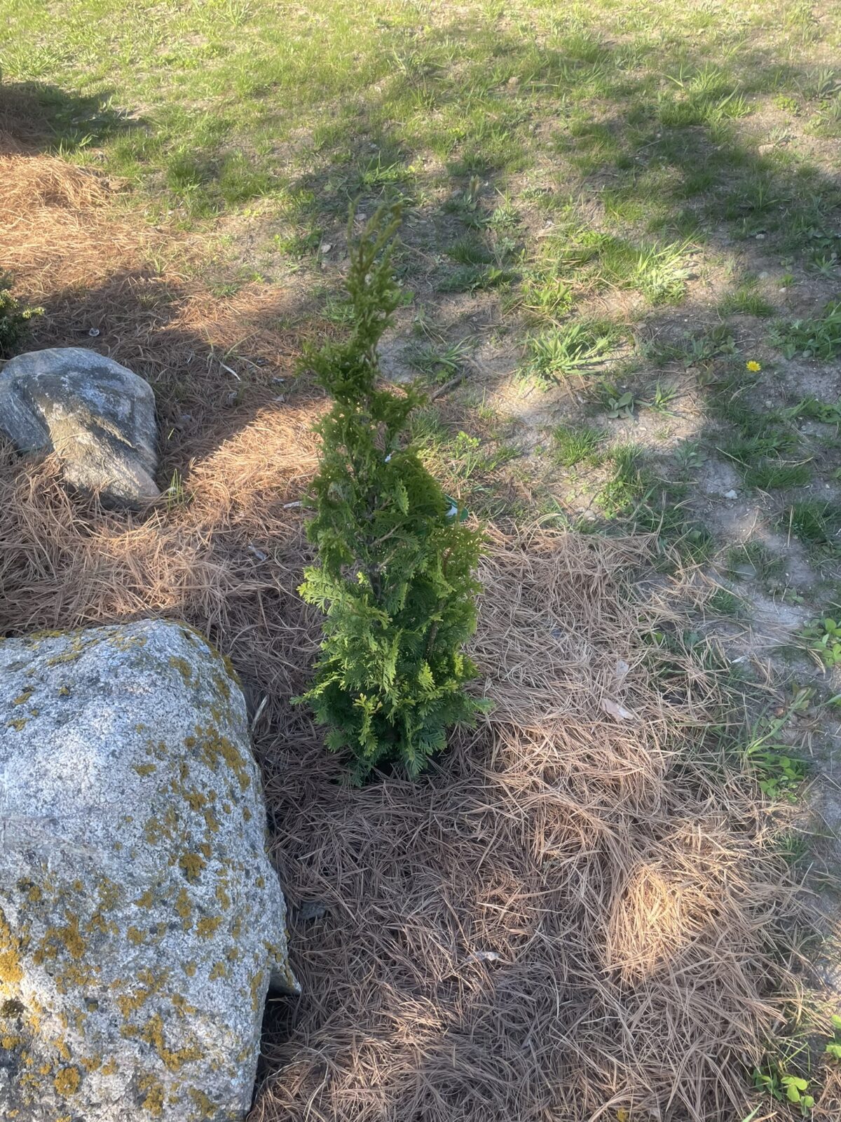 DeGroot’s Spire Arborvitae (Thuja occidentalis ‘DeGroot’s Spire’)