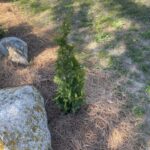 DeGroot’s Spire Arborvitae (Thuja occidentalis ‘DeGroot’s Spire’)