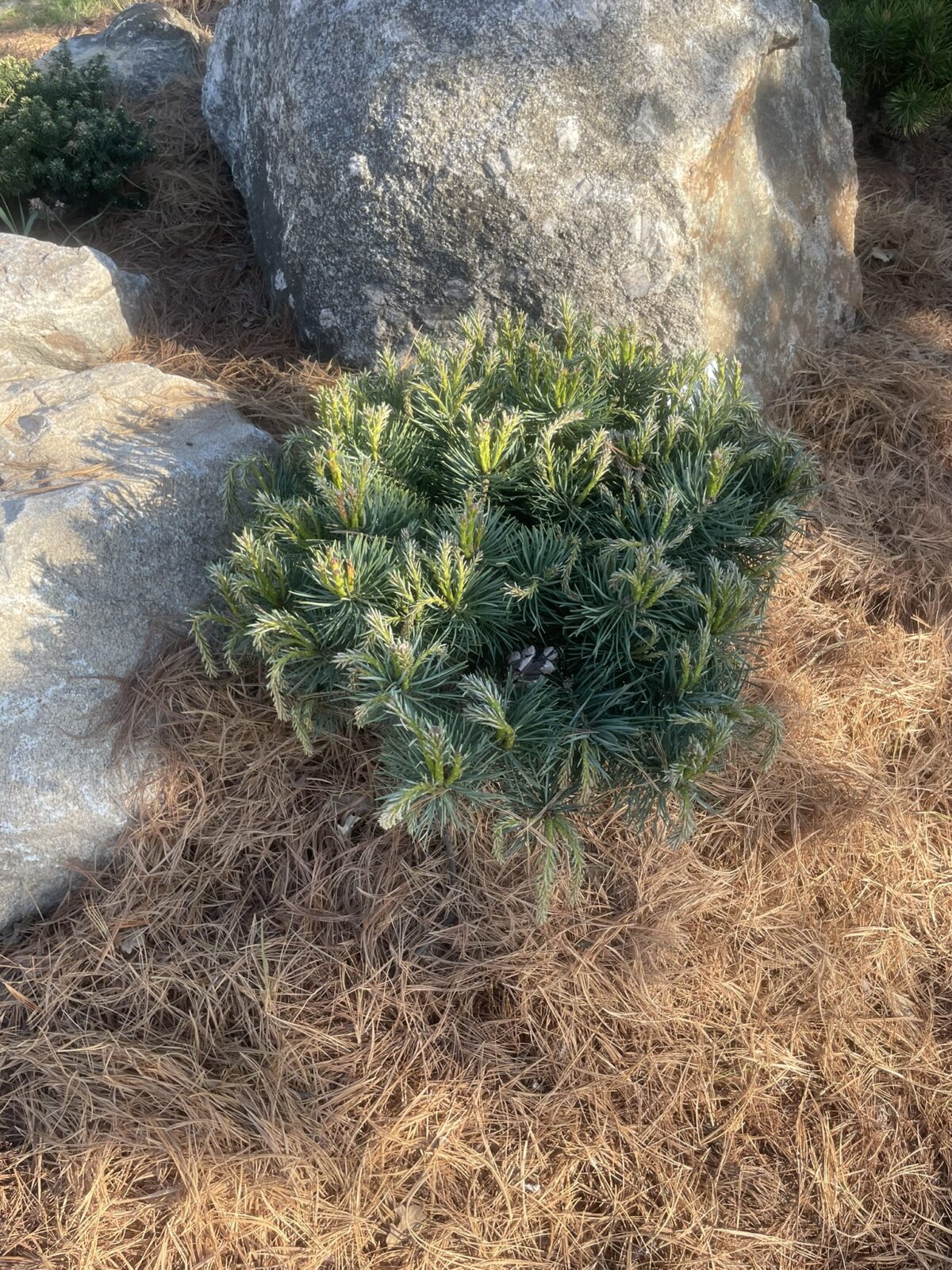 Dwarf Scots Pine (Pinus sylvestris ‘Beuvronensis’)