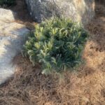 Dwarf Scots Pine (Pinus sylvestris ‘Beuvronensis’)
