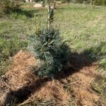 Extra Blue Limber Pine )Pinus flexilis ‘Extra Blue’)