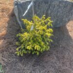 Firefly Oriental Spruce (Picea orientalis ‘Firefly’)