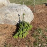 Formanek Norway Spruce (Picea abies ‘Formanek’)