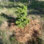 Forest Fountain Hemlock (Tsuga canadensis ‘Forest Fountain’)