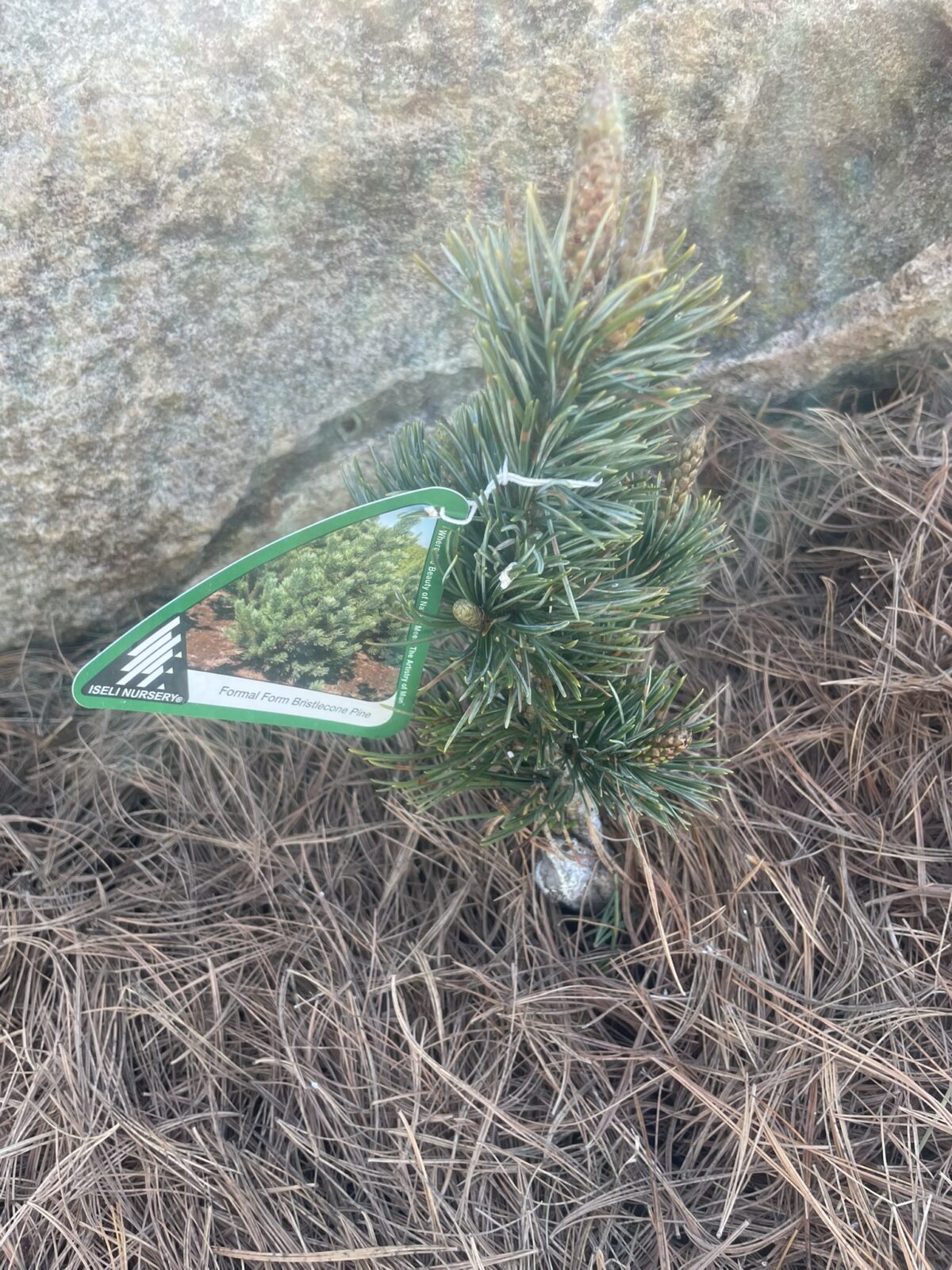 Formal Form Bristlecone Pine (Pinus longaeva ‘Formal Form’)