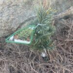 Formal Form Bristlecone Pine (Pinus longaeva ‘Formal Form’)