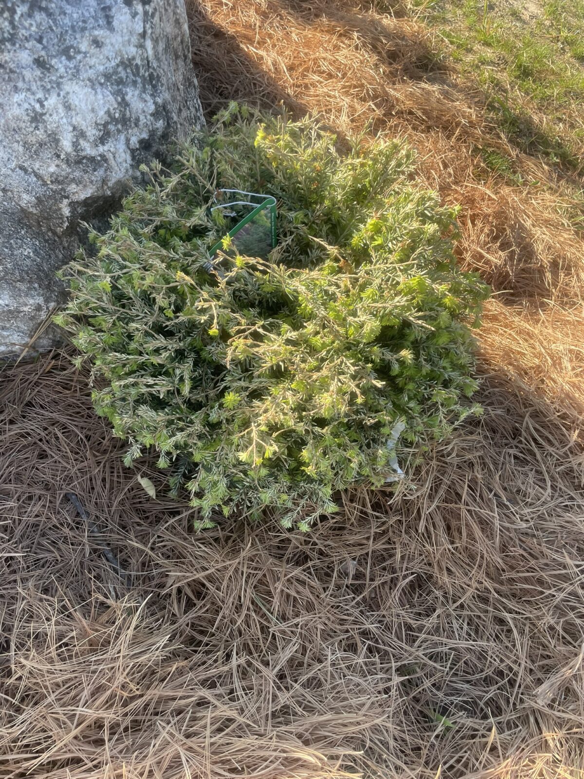 Gentsch White Canadian Hemlock (Tsuga canadensis ‘Gentsch White’)
