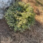Gentsch White Canadian Hemlock (Tsuga canadensis ‘Gentsch White’)
