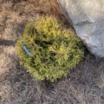 Golden Tuffet Arborvitae (Thuja occidentalis ‘Golden Tuffet’)