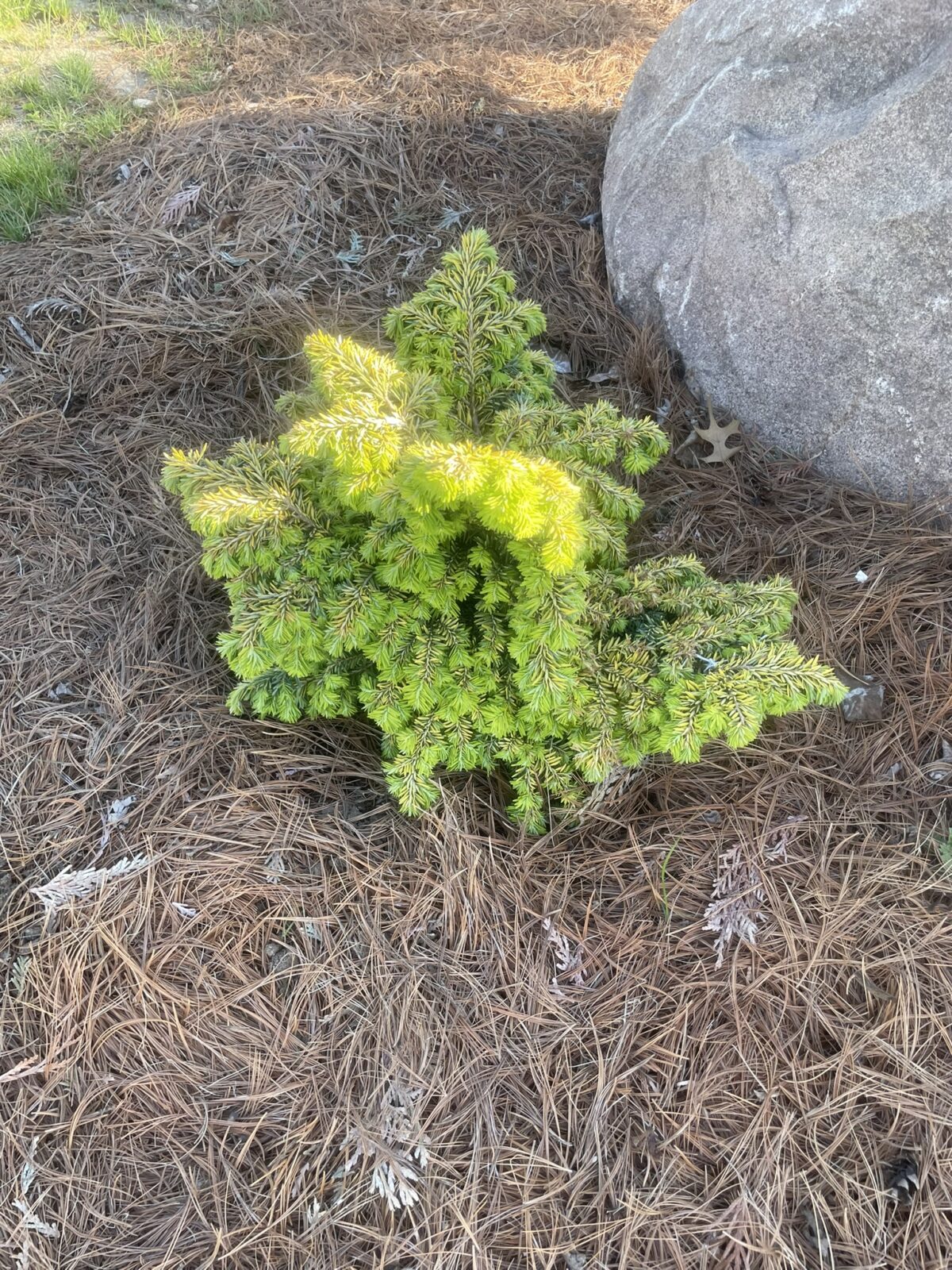 Dwarf Golden Hemlock (Tsuga canadensis ‘Aurea Compacta’)