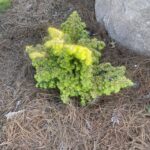 Dwarf Golden Hemlock (Tsuga canadensis ‘Aurea Compacta’)