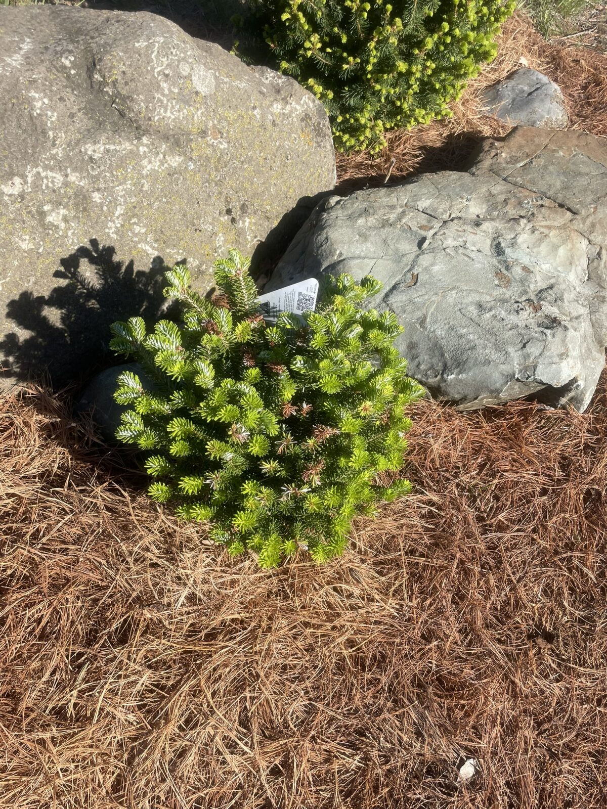 Golden Glow Korean Fir (Abies koreana ‘Golden Glow’)