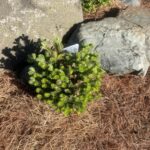 Golden Glow Korean Fir (Abies koreana ‘Golden Glow’)