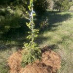 Golden Splendor Canadian Hemlock (Tsuga canadensis ‘Golden Splendor’)