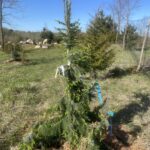 Gotelli Weeping Serbian Spruce (Picea omorika ‘Gotelli Weeping’)
