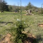 Gowdy Oriental Spruce (Picea orientalis ‘Gowdy’)