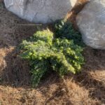 Gracilis Canadian Hemlock (Tsuga canadensis ‘Gracilis’)