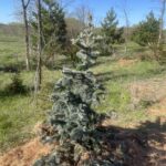 Hoops Blue Spruce (Picea pungens ‘Hoopsii’)