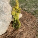 Amber Gold Arborvitae (Thuja occidentalis ‘Jantar’)