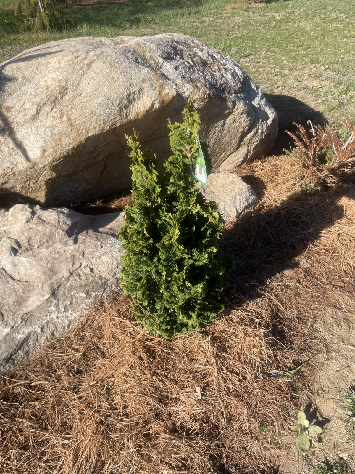 Kelsoki Spire Arborvitae (Thuja occidentalis ‘Kelsoki Spire’)