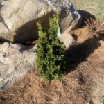 Kelsoki Spire Arborvitae (Thuja occidentalis ‘Kelsoki Spire’)