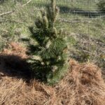 Komet Austrian Pine (Pinus nigra ‘Komet’)