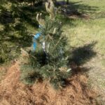 La Cabana Mugo Pine (Pinus mugo ‘La Cabana’)
