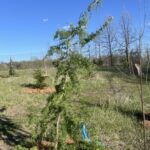 Horstmann’s Recurved European Larch (Larix decidua ‘Horstmann’s Recurva’)