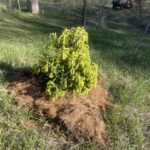 Mac’s Gold White Spruce (Picea glauca ‘Mac’s Gold’)