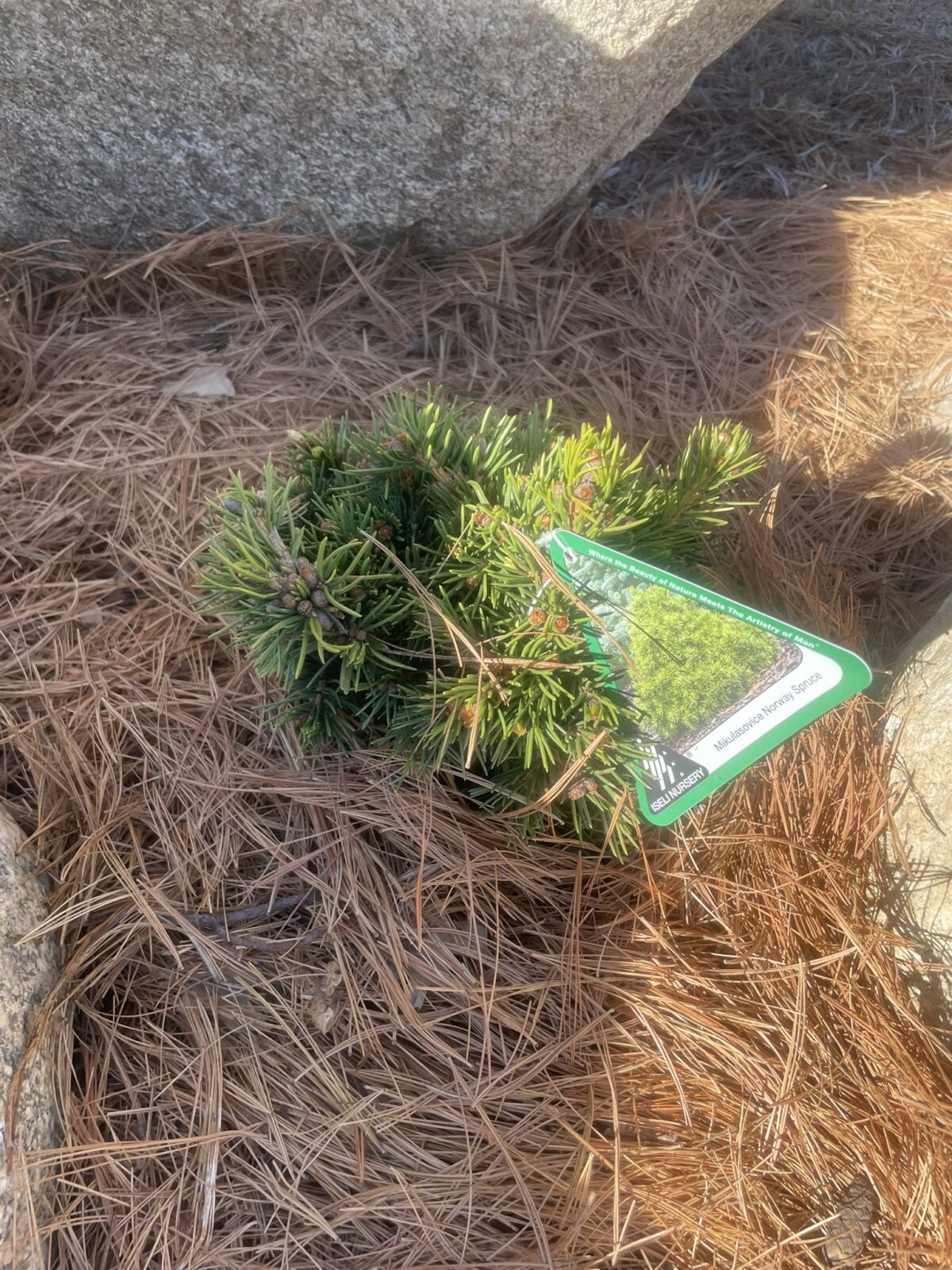 Mikulasovice Norway Spruce (Picea abies ‘Mikulasovice’)