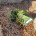 Mikulasovice Norway Spruce (Picea abies ‘Mikulasovice’)