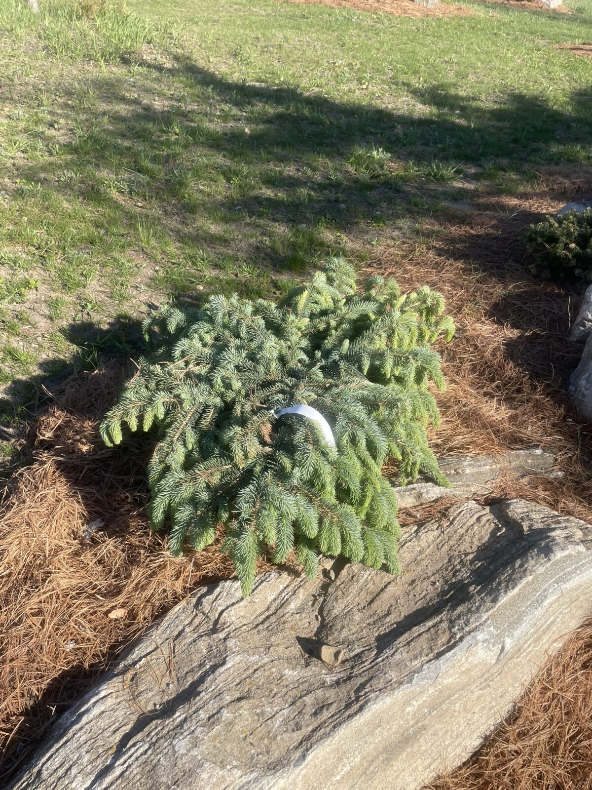 Millbrook Colorado Blue Spruce (Picea pungens ‘Millbrook’)